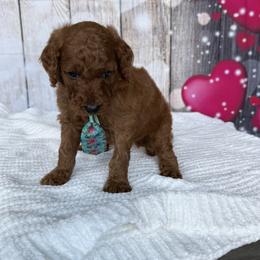 Cannoli - Red  male Poodle puppy in Cape Coral, Florida from Ruby the poodle