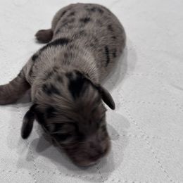 Tan collar - Dapple male Dachshund puppy in Chicago, Illinois from RGZ Doxies