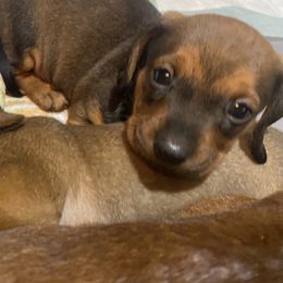 Dachshund Puppies from Harper’s Waggin Winnie’s