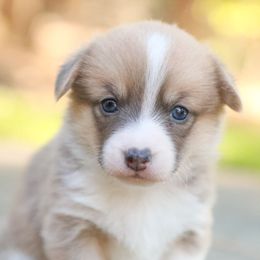 Madison - Sable female American Corgi puppy in Plains, Montana from Diamond Corgis