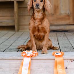 English Cocker Spaniel and Pointer All Grown Up from Foxrun Gundogs