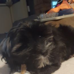 Lhasa Apso Puppies from Lots of Lhasa Love