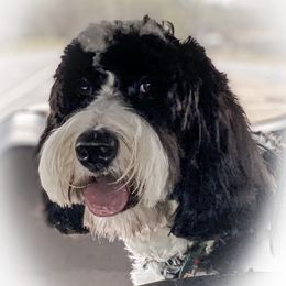 JoJo - Australian Labradoodle