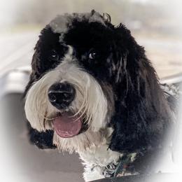 JoJo - Australian Labradoodle