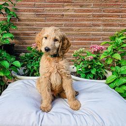 Pacific - Cream male Goldendoodle puppy in Everett, Washington from Big Top Doodles