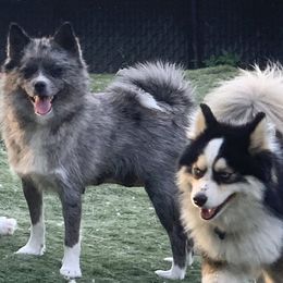 Pomeranians and Pomskies from Bonnie’s Little Fluffys
