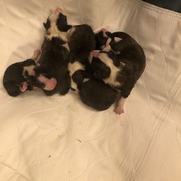 Cardigan Welsh Corgi and Great Dane Puppies from Red Oak Farm and Kennel