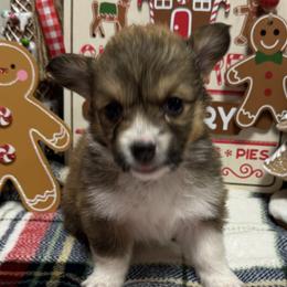 FLUFFY BEAUTIFUL RED - Pembroke Welsh Corgi puppy from Cooler Farms Corgis