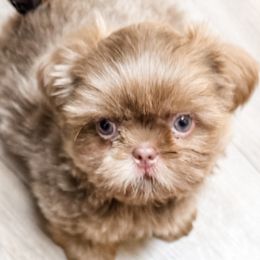 Sawyer Slate - Lilac male Shih Tzu puppy in Jacksonville, Florida from Shih Tzus of Jacksonville