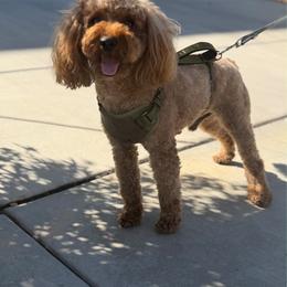 Whiskey - Red  male Goldendoodle puppy in Waterford, California from Alvdoodles