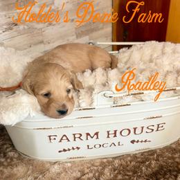 Radley - Cream male Dachshund puppy in Atwood, Oklahoma from Holder’s Doxie Farm
