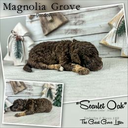 Scarlet Oak - Crimson Collar - female Australian Mountain Doodle puppy in Oxford, Alabama from Magnolia Grove Doodles