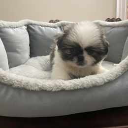 Pekingese, Poodle, and Shih Tzu All Grown Up from Happy puppies