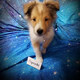 Cupcake - Sable and white female Shetland Sheepdog puppy in Moore Haven, Florida from Sheri Harris's Shetland Sheepdogs