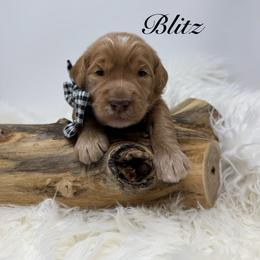 Blitz     Football theme pick out 6 weeks - Red  male Goldendoodle puppy in La Grange, Georgia from Heartfelt GoldenDoodles