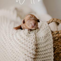 Willow - Red  female Goldendoodle puppy in Patterson, California from Dooling Doodles