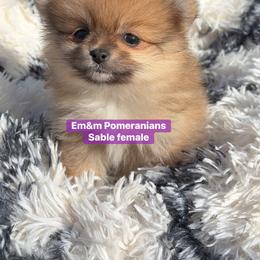 Tiny Sable - Orange sable female Pomeranian puppy in Kentucky from Em&M Pomeranians
