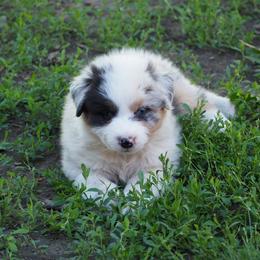 Mabel - Blue merle female Australian Shepherd puppy in Cape Girardeau, Missouri from Promise Keeper Kennel