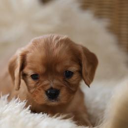 Charm - Ruby female Cavalier King Charles Spaniel puppy in Payette, Idaho from Stonewick Retrievers