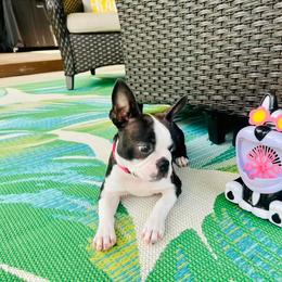 Boston Terrier Puppies from Our Gang Bostons