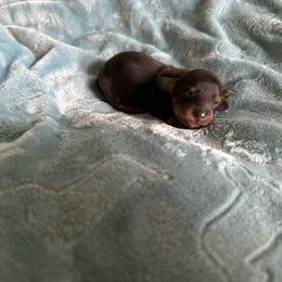 Girl 1 - Black and cream female Dachshund puppy in Wolf Lake, Indiana from Canisteo Dachshunds