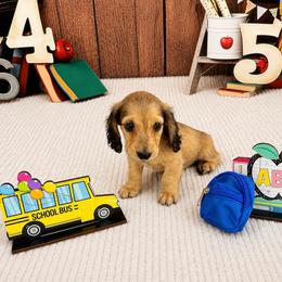 Shaded Cream Male - Cream male Dachshund puppy in Ely, Iowa from Cedar River Mini Dachshunds