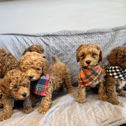 Cavapoo Puppies from The Cava Labdoodles