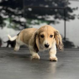 Shaded Cream Piebald Boy AKC Ready To Go - Cream male Dachshund puppy in Pauls Valley, Oklahoma from Simply Happy Dachshunds