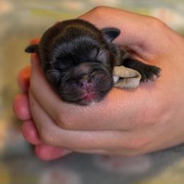 Sprinkles - Lavender Collar - Sable female Shih Tzu puppy in Troy, Ohio from Ever After Tails