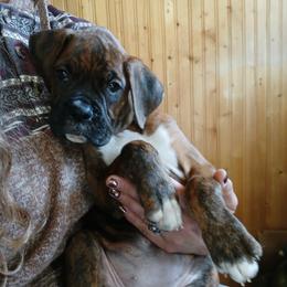 Bailey - Brindle female Boxer puppy in Cannon Falls, Minnesota from Pattys Boxers and Bulldogs