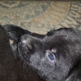 German Shepherd Puppies from Schrottplatz Landhai Kennel