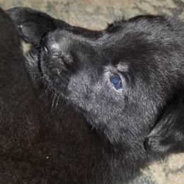 German Shepherd Puppies from Schrottplatz Landhai Kennel