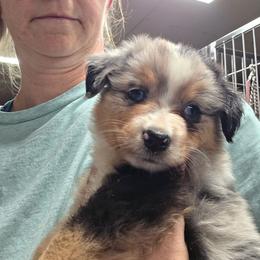 Liza - Blue merle female Miniature Australian Shepherd puppy in Leonard, Texas from Tin Roof Aussies