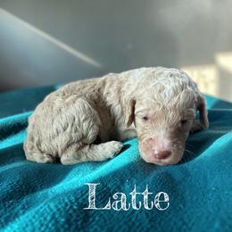 Latte - Cream female Poodle puppy in Ellenburg Center, New York from Kristin's Puppies