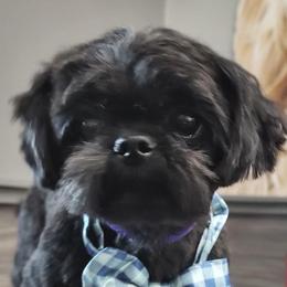 Mister - Shih Tzu