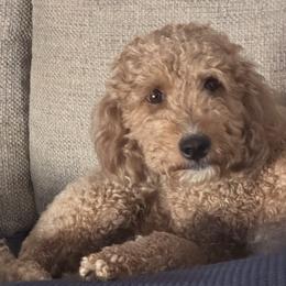 Ava - Goldendoodle