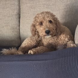 Ava - Goldendoodle