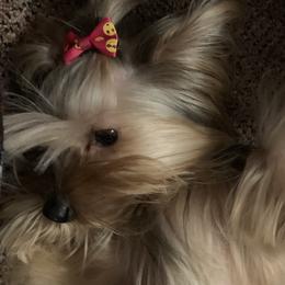 Izzy - Yorkshire Terrier