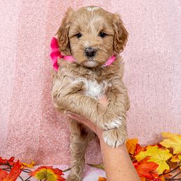 Chestnut - Apricot female Goldendoodle puppy in Roy, Utah from Doodles are Amazing