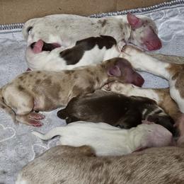Dachshund puppies from Barker's Corner