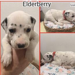 Elderberry - White and black male Dalmatian puppy in Mesquite, Texas from Dallas Dalmatians