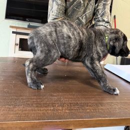 Miss light green - Brindle female Anatolian Shepherd Dog puppy in Ozark, Missouri from Swan Falls Farm