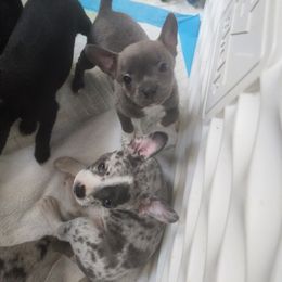 Companion Cross and French Bulldog Puppies from Legends Frenchton's, French Bulldogs & French Bullhuahua's