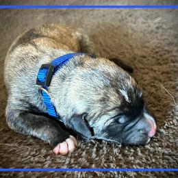 Dark Blue - Brindle male Anatolian Shepherd Dog puppy in Clark, Wyoming from Fyne Acres
