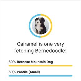 Cairamel - Bernedoodle