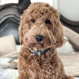 M'Lynn - Goldendoodle
