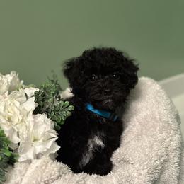 Poodle All Grown Up from Parti-Pawz