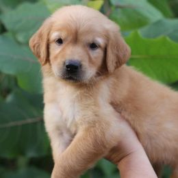 Baylee - Golden female Golden Retriever puppy in Lucasville, Ohio from Trusting Hearts Kennel
