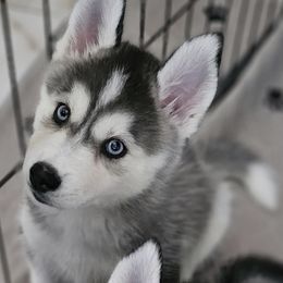 Pomsky Puppies from Peoria Pomskies