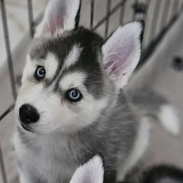 Pomsky Puppies from Peoria Pomskies